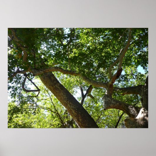 Platanenboom Groene Natuur Poster (Voorkant)