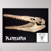 Platecarpus Mosasaur Poster (Voorkant)