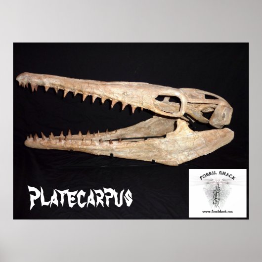Platecarpus Mosasaur Poster (Voorkant)