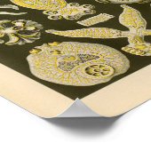 platformen kleur Ernst Haeckel Art afdrukken Poster (Hoek)