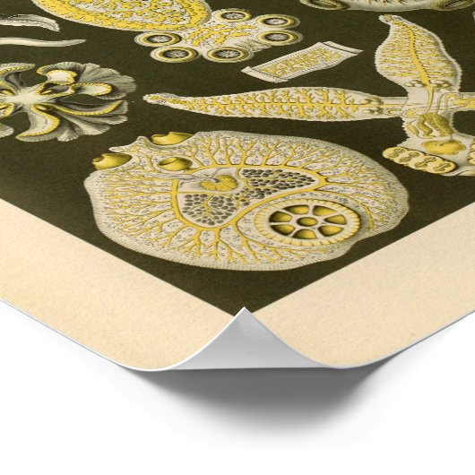 platformen kleur Ernst Haeckel Art afdrukken Poster (Hoek)