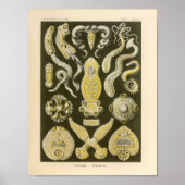  platformen kleur Ernst Haeckel Art afdrukken Poster (Voorkant)