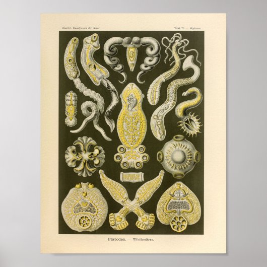 platformen kleur Ernst Haeckel Art afdrukken Poster (Voorkant)