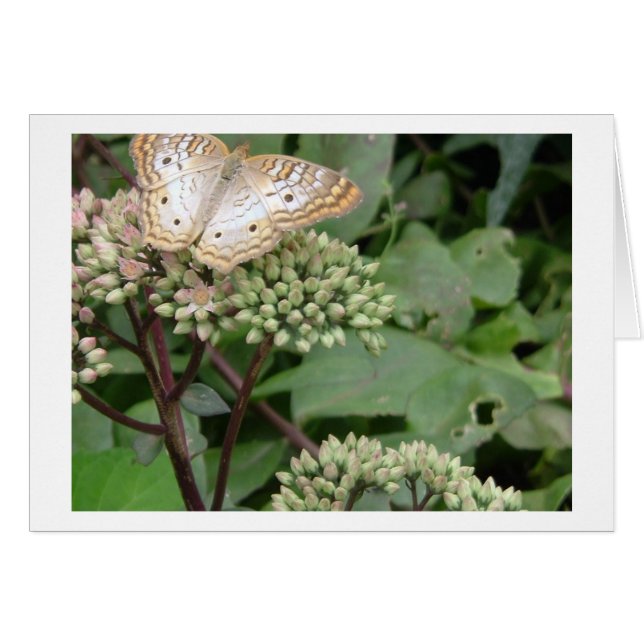 Platina Monarach Butterfly (Voorkant Horizontaal)