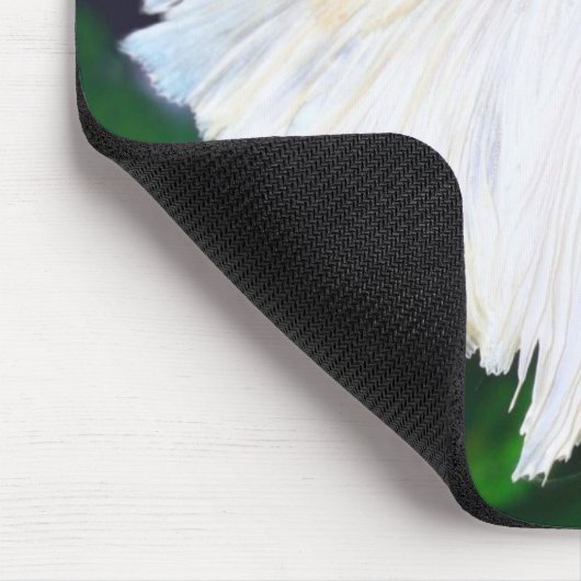 Platinum Betta fish Muismat (Hoek)