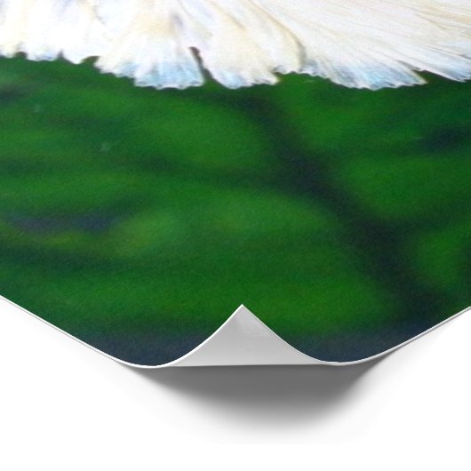 Platinum Betta fish poster (Hoek)