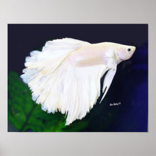 Platinum Betta fish poster