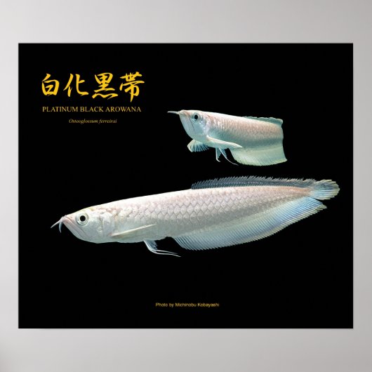 Platinum Black Arowana の ス ー Poster (Voorkant)