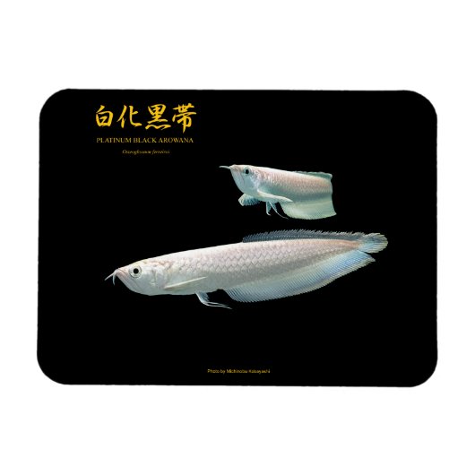 platinum Black Arowana Magneet (Horizontaal)
