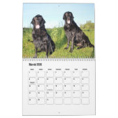 Platte-coated Retriever Calendar Kalender (Mar 2026)