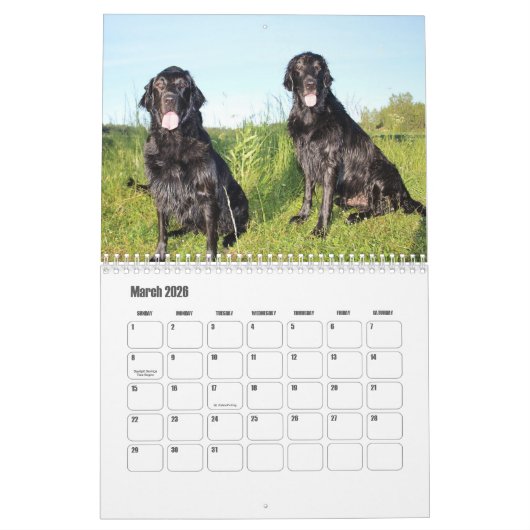 Platte-coated Retriever Calendar Kalender (Mar 2026)
