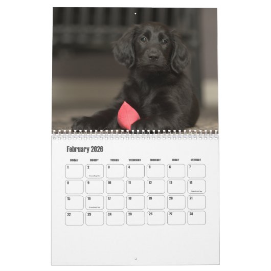Platte-coated Retriever Calendar Kalender (Feb 2026)