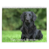 Platte-coated Retriever Calendar Kalender (Hoes)