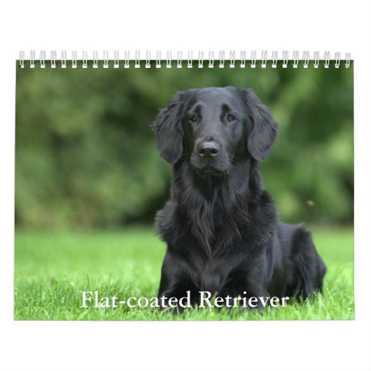 Platte-coated Retriever Calendar Kalender (Hoes)