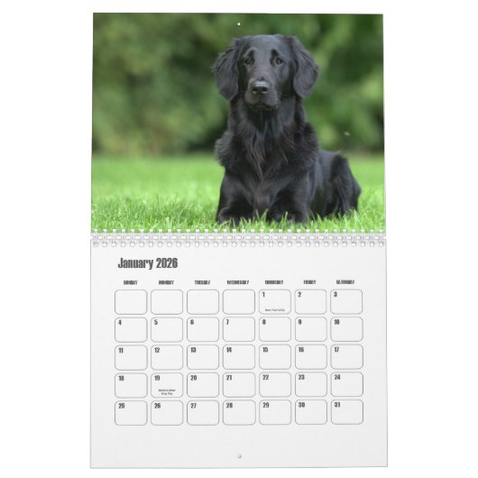 Platte-coated Retriever Calendar Kalender (Jan 2026)