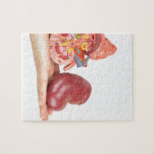 Platte hand met model voor de menselijke nieren legpuzzel (Horizontaal)