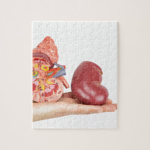 Platte hand met model voor de menselijke nieren legpuzzel