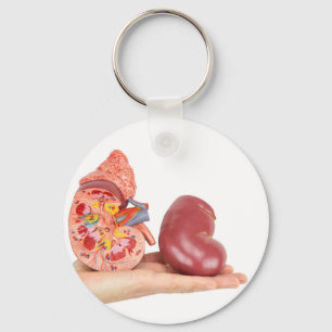 Platte hand met model voor de menselijke nieren sleutelhanger