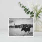  platteland met koeienzwart/wit briefkaart (Staand voorkant)