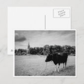  platteland met koeienzwart/wit briefkaart (Voorkant / Achterkant)