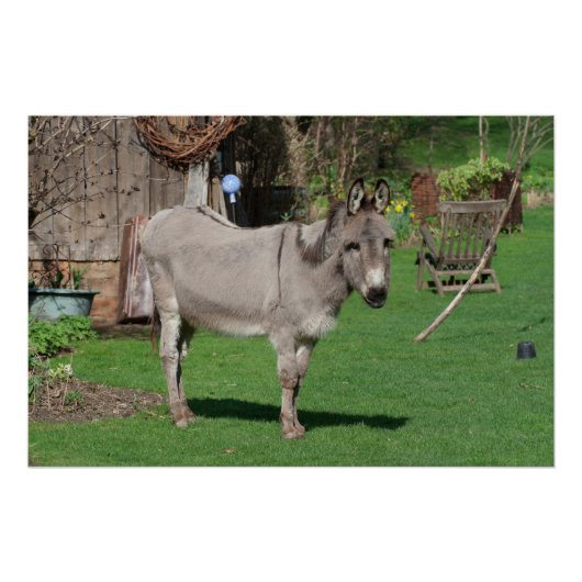 Plattelandsleven met Donkey Poster (Voorkant)