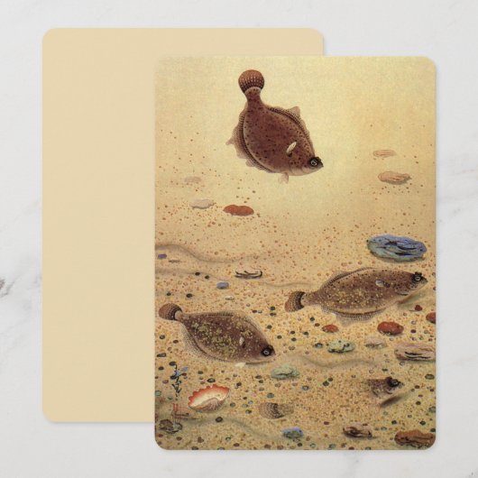  platvis Vist Kaart (Voorkant / Achterkant)