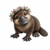 Platy Blikjeskoeler