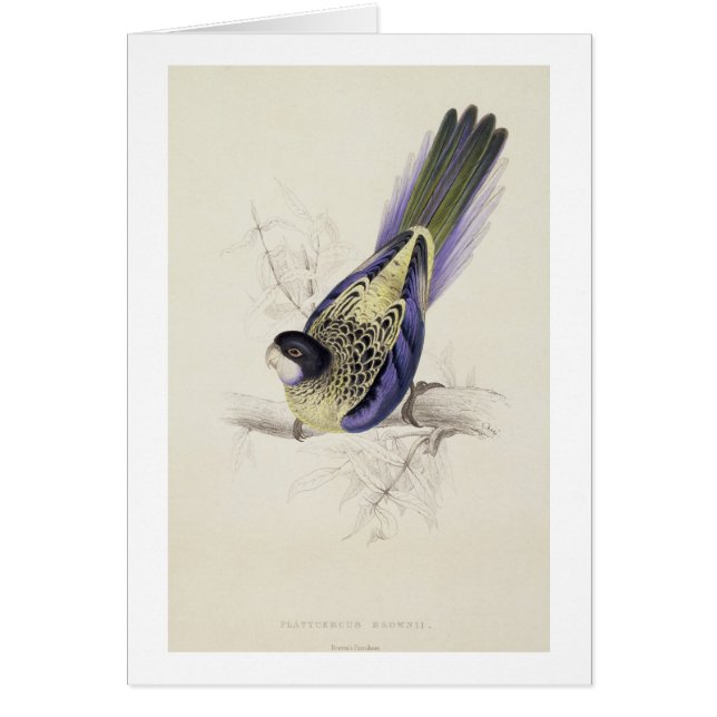 Platycercus Brownii, of bruinkeet (Bord 2) (Voorkant)