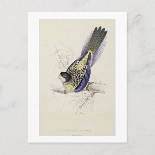 Platycercus Brownii, of bruinkeet (Bord 2) Briefkaart (Voorkant)