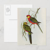 Platycercus Icterotis Briefkaart (Voorkant / Achterkant)