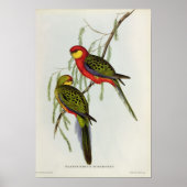 Platycercus Icterotis Poster (Voorkant)
