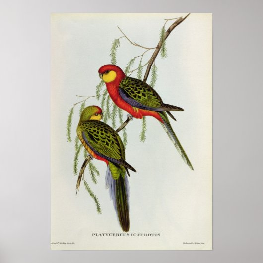 Platycercus Icterotis Poster (Voorkant)