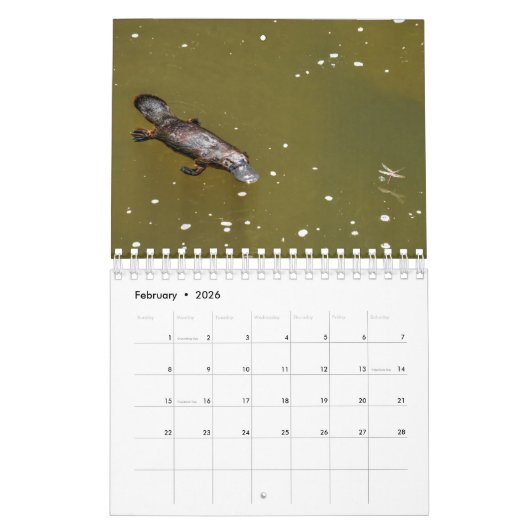 PLATYPUS AUSTRALIË KALENDER (Feb 2026)