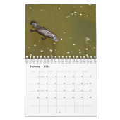 PLATYPUS AUSTRALIË KALENDER (Feb 2026)