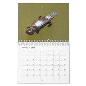 PLATYPUS AUSTRALIË KALENDER (Jan 2026)