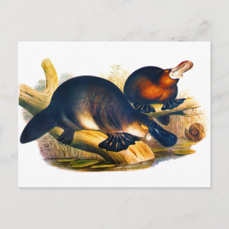 Platypus Briefkaart