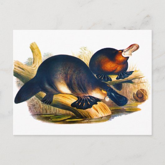 Platypus Briefkaart (Voorkant)
