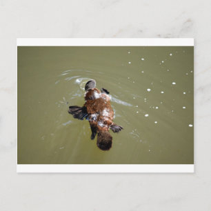 PLATYPUS EUNGELLA NATIONAAL PARK AUSTRALIË BRIEFKAART