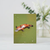 PLATYPUS EUNGELLA NATIONAAL PARK AUSTRALIË BRIEFKAART (Staand voorkant)