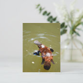 PLATYPUS EUNGELLA NATIONAAL PARK AUSTRALIË BRIEFKAART (Staand voorkant)