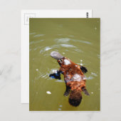 PLATYPUS EUNGELLA NATIONAAL PARK AUSTRALIË BRIEFKAART (Voorkant / Achterkant)