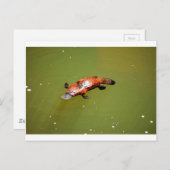 PLATYPUS EUNGELLA NATIONAAL PARK AUSTRALIË BRIEFKAART (Voorkant / Achterkant)