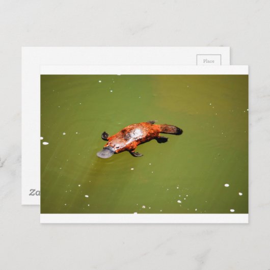 PLATYPUS EUNGELLA NATIONAAL PARK AUSTRALIË BRIEFKAART (Voorkant / Achterkant)