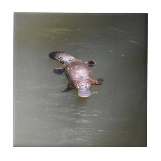 PLATYPUS EUNGELLA NATIONAAL PARK AUSTRALIË TEGELTJE (Voorkant)