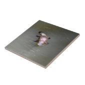 PLATYPUS EUNGELLA NATIONAAL PARK AUSTRALIË TEGELTJE (Zijkant)