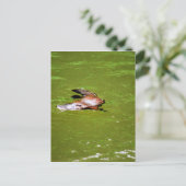 PLATYPUS IN WATER EUNGELLA AUSTRALIË BRIEFKAART (Staand voorkant)