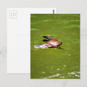 PLATYPUS IN WATER EUNGELLA AUSTRALIË BRIEFKAART (Voorkant / Achterkant)