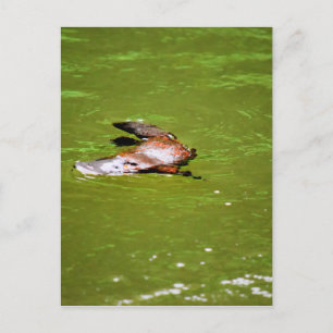 PLATYPUS IN WATER EUNGELLA AUSTRALIË BRIEFKAART