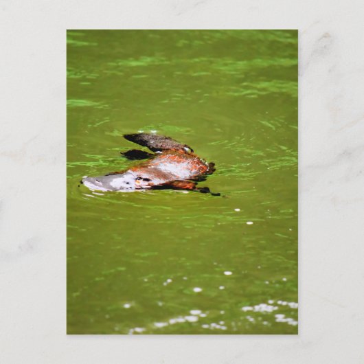 PLATYPUS IN WATER EUNGELLA AUSTRALIË BRIEFKAART (Voorkant)