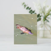 PLATYPUS IN WATER EUNGELLA AUSTRALIË BRIEFKAART (Staand voorkant)